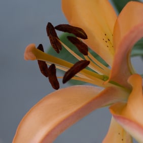 Oriental Lily Flower - Metal Print by Glenn Stokes