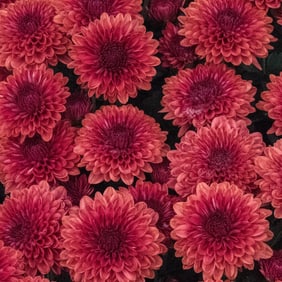 Red Chrysanthemum Flowers - Metal Print by Glenn Stokes