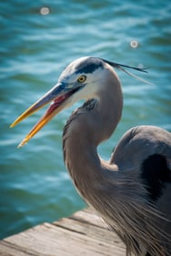 Great Blue Heron Squawking - Metal Print by Glenn Stokes