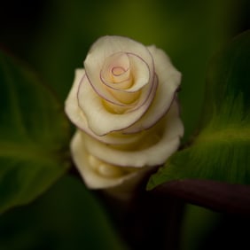 Calathea Warszewiczii  - Metal Print by Glenn Stokes