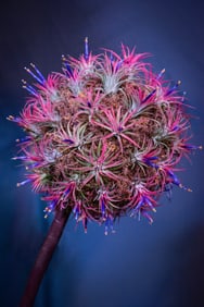 Mexican Tillandsia - Metal Print by Glenn Stokes