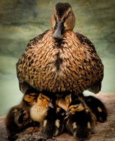 Mother Duck with Five Ducklings in the Rain - Metal Print by Glenn Stokes