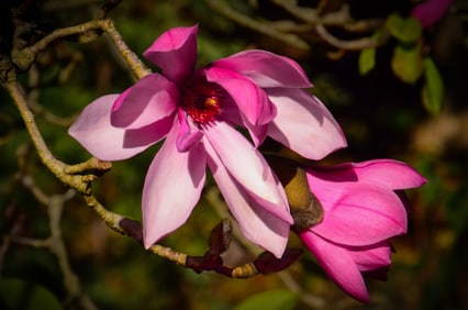 Japanese Magnolia - Metal Print by Glenn Stokes