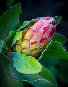 Protea Sylvia Flower - Metal Print by Glenn Stokes