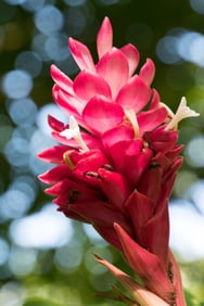 Alpinia purpurata Red Flower - Metal Print by Glenn Stokes