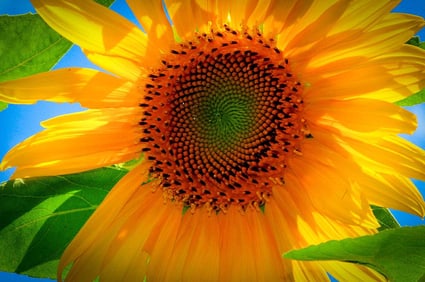 Sunflower - Metal Print by Glenn Stokes