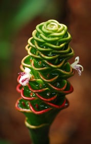 Zingiber Beehive Ginger - Metal Print by Glenn Stokes