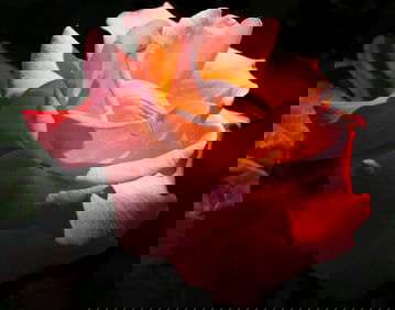 Pink Rose - Metal Print by Glenn Stokes