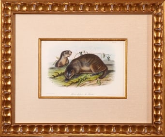 Hoary Marmot by John James Audubon