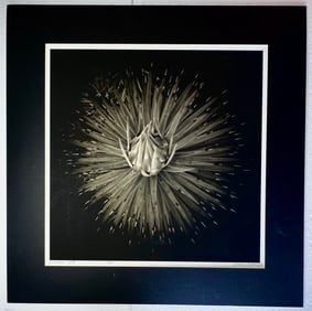 Pinhole 104 Photography by Darius