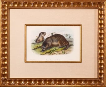 Audubon..."Hoary Marmot"