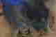 item-118437239=2