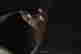 item-131680526=13