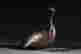 item-131680526=6