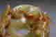 item-133995978=4