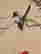 item-133996185=7