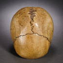 A Tibetan Ritual Vessel Skull Head