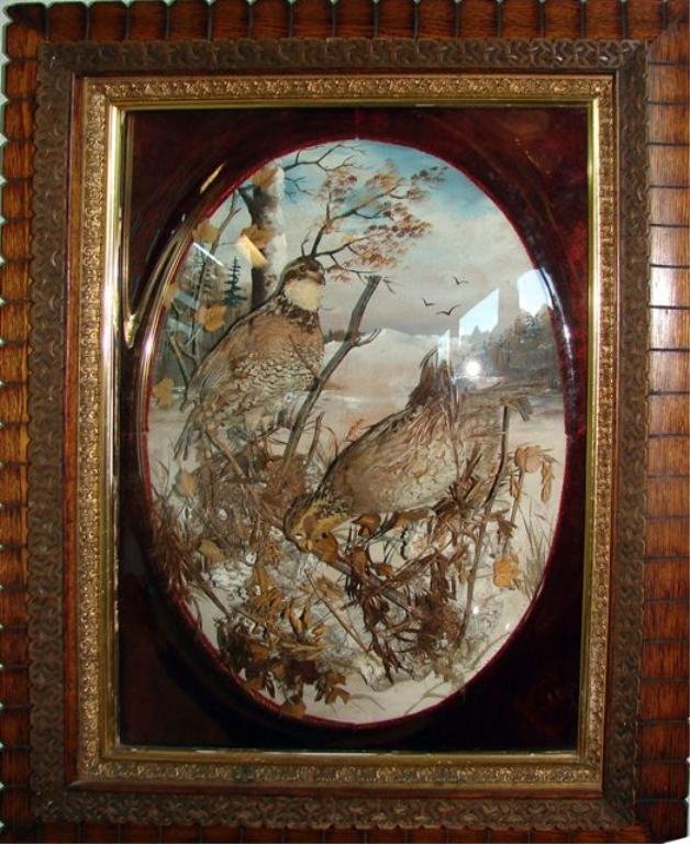 Victorian Taxidermy Diorama, Chas. Reed.: Oval format framed to H - 28.5", W - 23". A diorama of two Bob White birds in landscape. Signed C. K. Reed, and dated 1887. Conforming dome glass, nice period oak frame. Note: Charles and Chester Reed