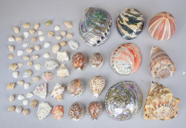 Grouping of Shells & Coral (1 of 6)