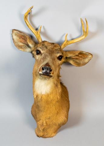 Taxidermy Deer Shoulder Mount: Taxidermy deer shoulder mount. 28"L x 18"W. Chips on antlers.