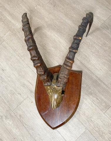 Antique Ibex Taxidermy (1 of 11)
