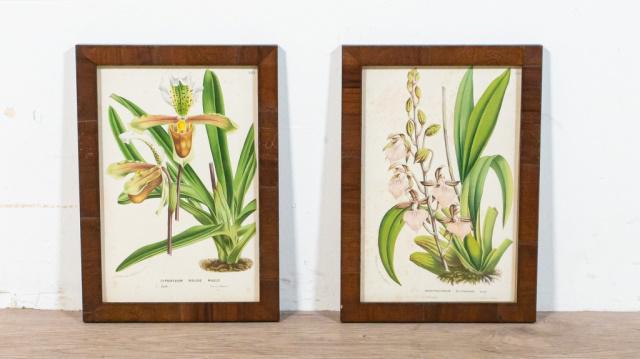 2 Horto Van Houtteano Botanical Lithographs: Horto van Houtteano (Belgian, 19th century). 2 botanical lithographs. Odontoglossum Bictoniense and Cypripedium Insigne Maulei. Foxing and discoloration consistent with age to both. Each 9 1/4" x 6 1/