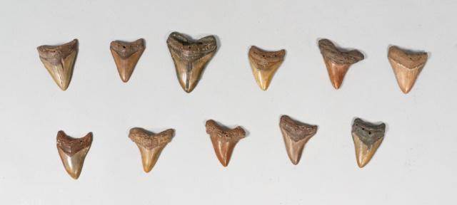Grouping of 11 Megalodon Teeth: Grouping of 11 megalodon shark tooth fossils. Largest 4"L x 3 1/4"W. Some wear and chips.