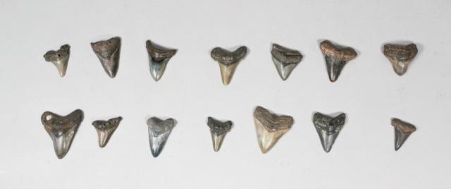 Grouping of 14 Megalodon Teeth: Grouping of 14 megalodon shark tooth fossils. Largest 3 3/4"H x 3"W. Some wear and chips.