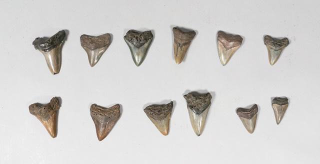 Grouping of 12 Megalodon Teeth: Grouping of 12 megalodon shark tooth fossils. Largest 3 3/4"L x 3"W. Some wear and chips.