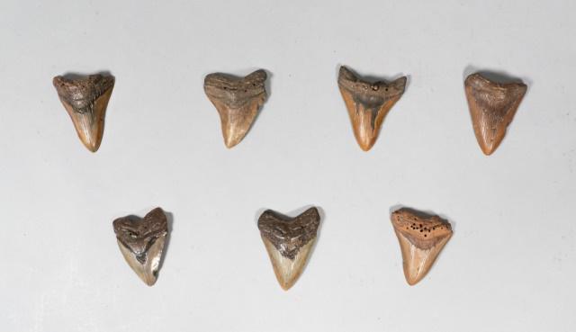 Grouping of 7 Megalodon Teeth: Grouping of 7 megalodon shark tooth fossils. Largest 4"L x 3 3/4"W. Some wear and chips.