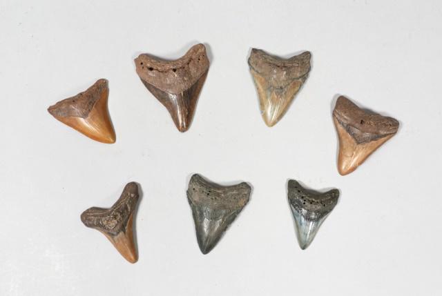 Grouping of 7 Megalodon Teeth: Grouping of 7 megalodon shark tooth fossils. Largest 4 1/4"L x 3 1/2"W. Some wear and chips.