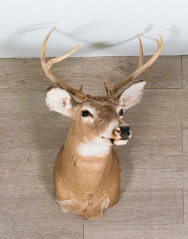 7 Point White Tail Deer Shoulder Mount Taxidermy (1 of 9)