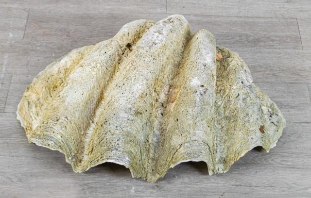 Giant Clam Shell (1 of 20)