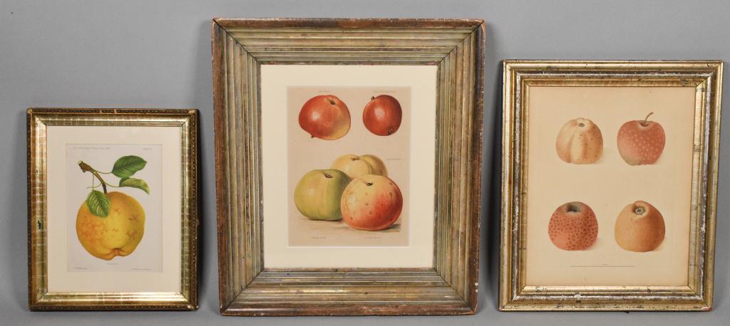 3 Fruit Engravings (1 of 13)