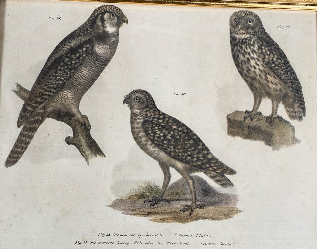 19th Century Ornithological Owl Lithograph (1 of 8)