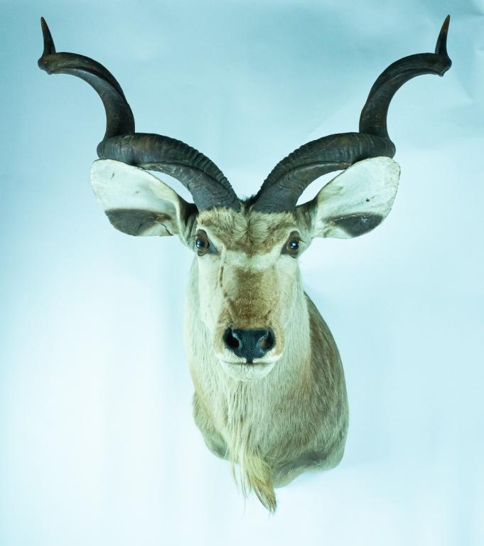 Greater Kudu Antelope Taxidermy (1 of 10)