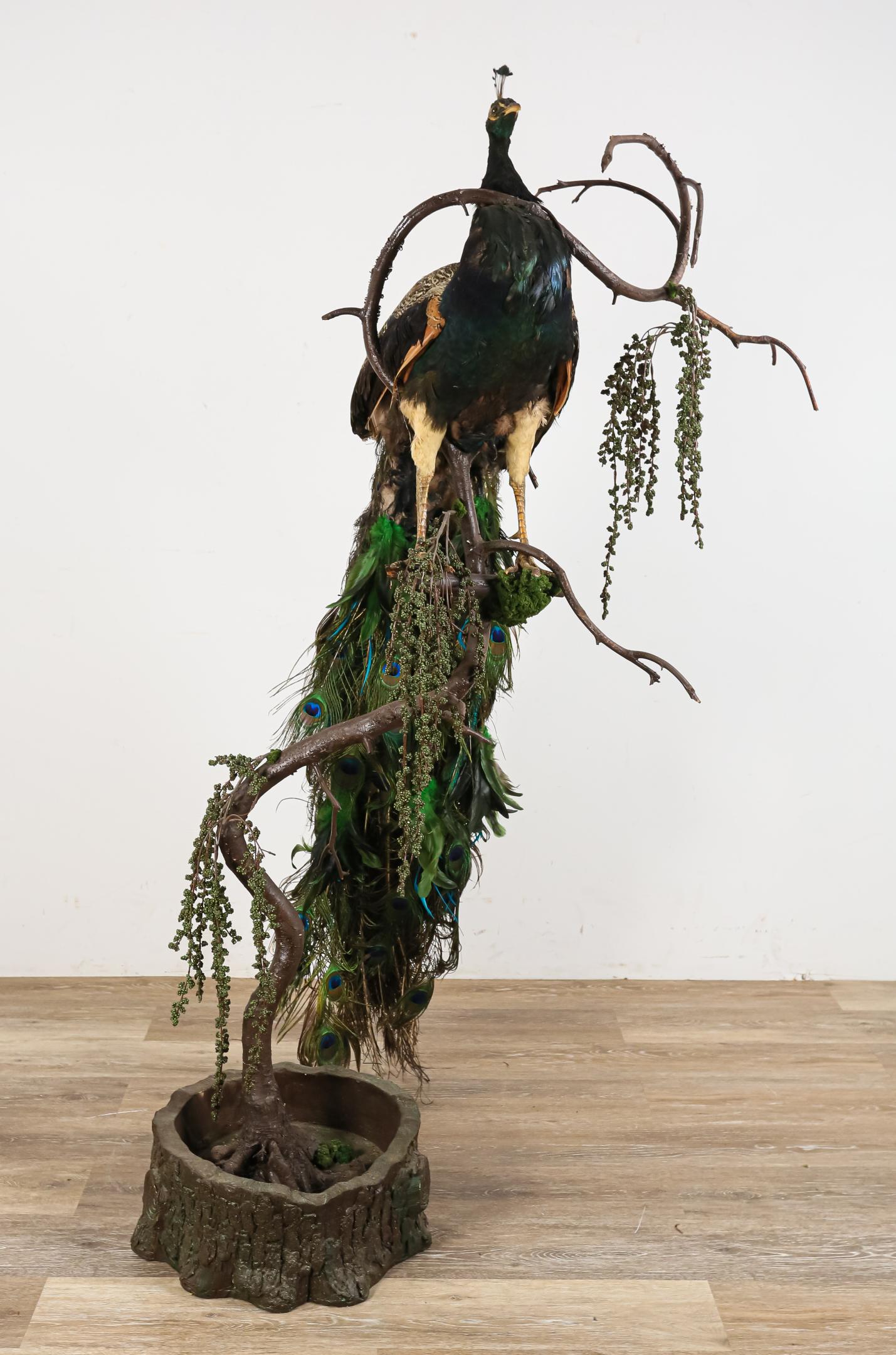 Peacock Full Body Taxidermy Mount (1 of 9)