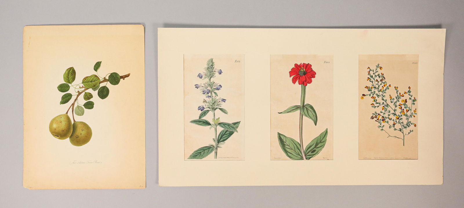 4 Botanical Engravings (0376) on Jun 23, 2022 Willow Auction House in NJ
