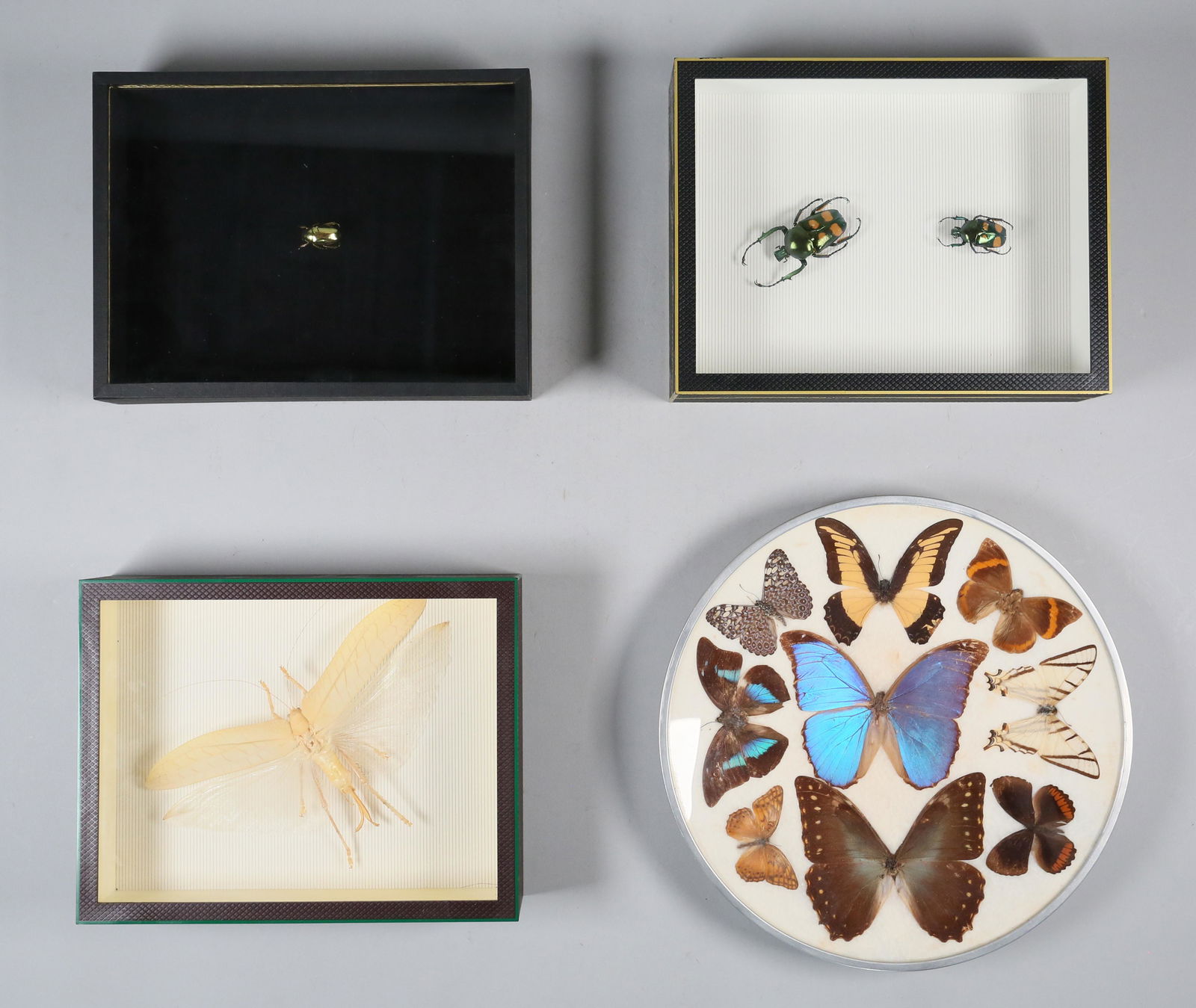 Mounted Taxidermy Insects (1 of 13)