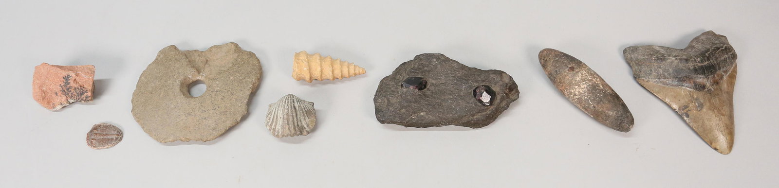 Fossils, Megalodon Tooth & Trilobite Shells: Megalodon tooth, 5" tall. A trilobite 1 1/4" shell. A stone with a plant imprint. Stone with semi precious stones in the matrix. Two fossilized shells. Two stone implements.