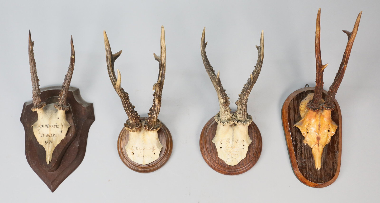 Four Skull Mount Taxidermy Roe Deer: Four roe deer horns with partial skulls mounted to wood plaques. First marked "Montargis 15 Mars 1977". Second marked "16/5 13" and illegibly. Third marked " D. 10.5.29" and illegibly. The fourth is m