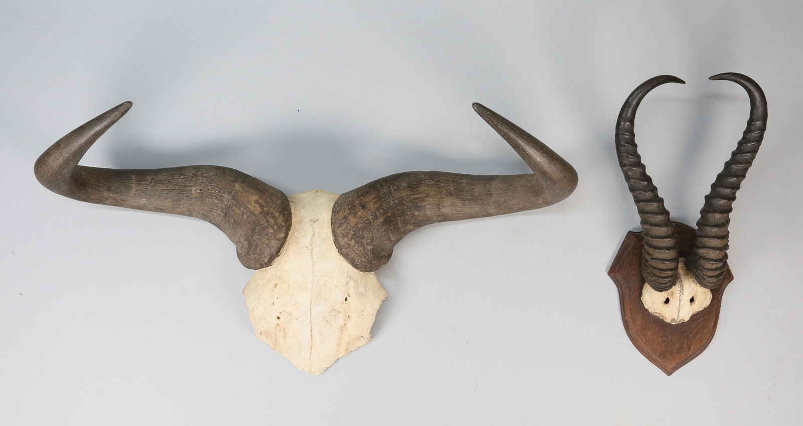 Gazelle & Wildebeest Taxidermy Skull Mounts: Soemmering's gazelle horns with partial skull mounted on a wooden shield plaque. Wildebeest horns and partial skull. Wildebeest 14" H x 25" W X 9" D