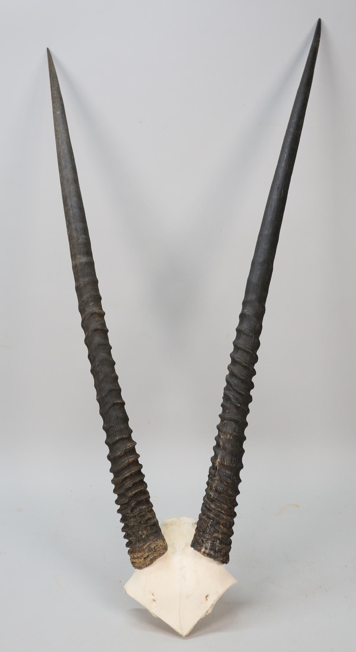 African Gemsbok Taxidermy: African gemsbock horn and partial skull wall mount. 39" Tall