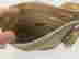 item-131688279=11