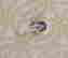 item-136402234=17