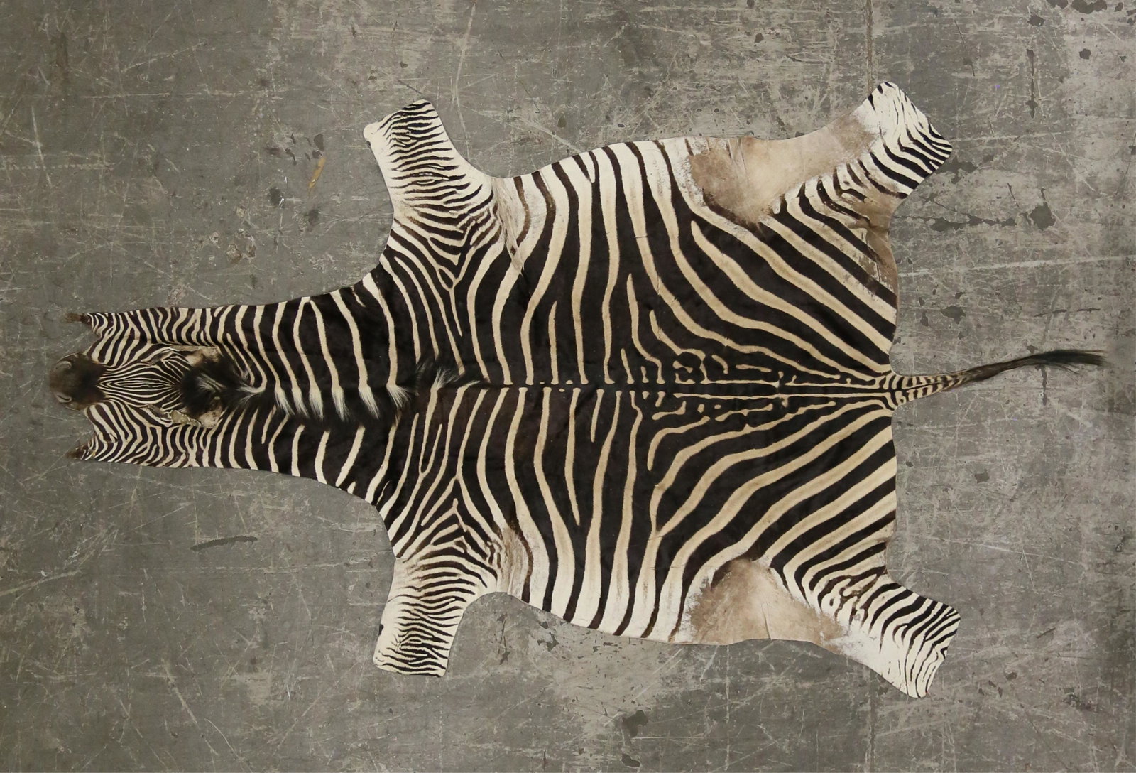 Zebra Hide Rug: Zebra hide rug. Approximately 10'L (131"L x 67 1/2"W), including head, legs and tail. Repairs and patches throughout, some losses to fur at edges.