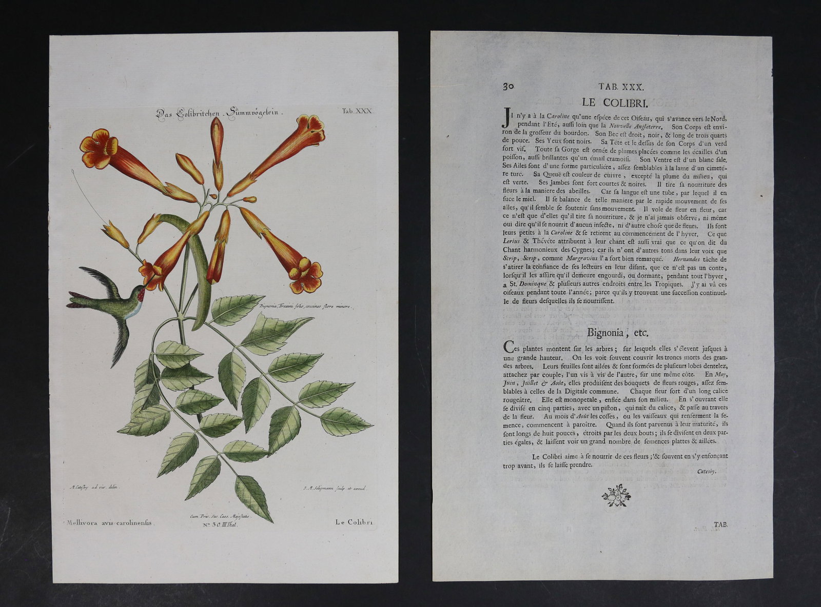 Catesby & Seligmann Engraving Hummingbird (1 of 13)