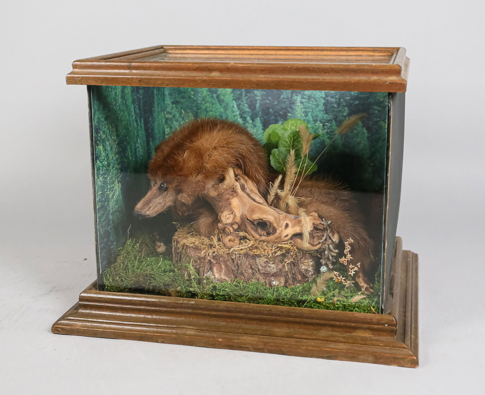 Mink Taxidermy in Display Case (1 of 5)