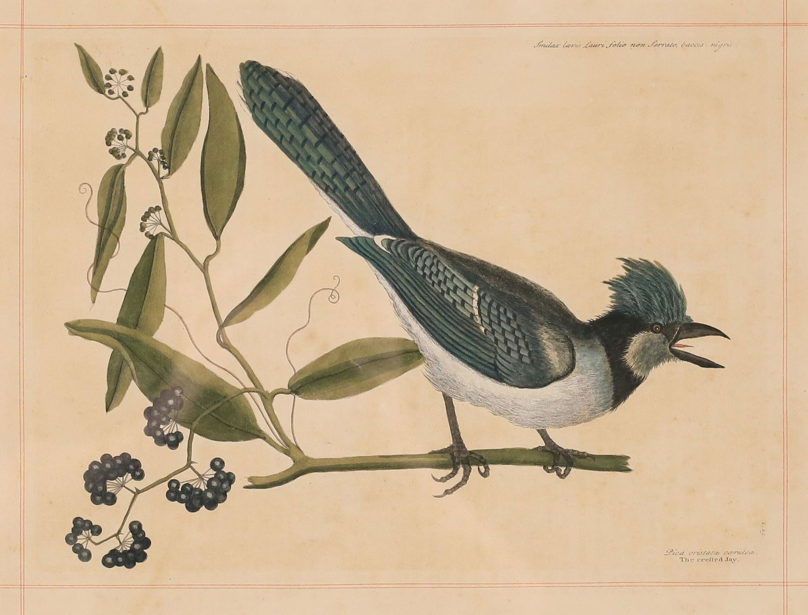 Mark Catesby Engraving The Blue Jay: Mark Catesby (England, 1683-1749). Hand colored ornithological engraving The Crested Jay, fig. 15 from Natural History of Carolina, Florida and the Bahama Islands, with accompanying text page in Engli
