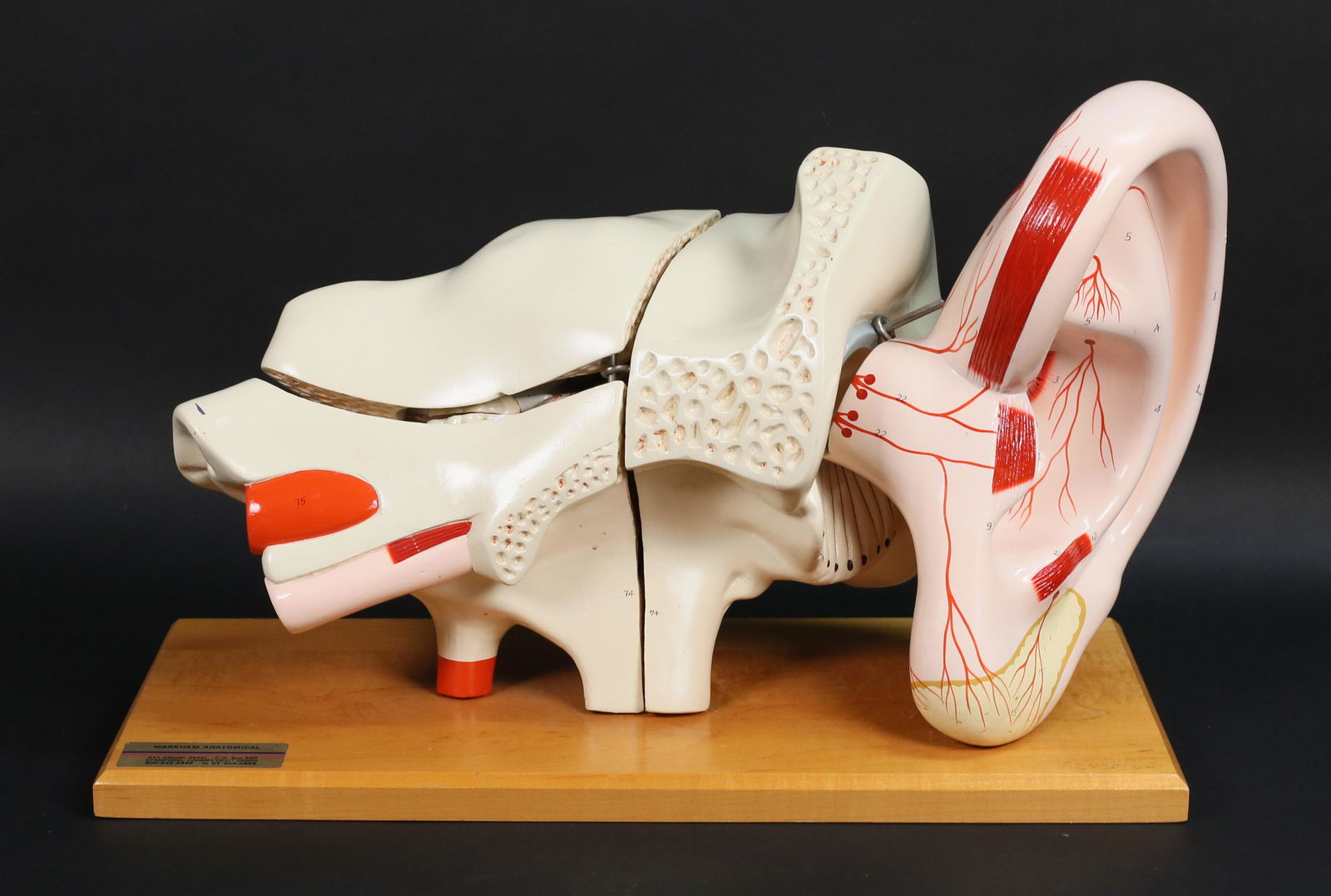 Markham Anatomical Model Ear (1 of 19)